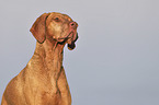 Magyar Vizsla portrait