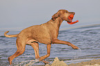 running Magyar Vizsla