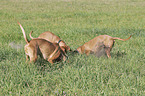 Magyar Vizslas on the meadow