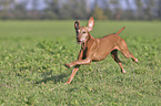 running Magyar Vizsla