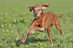 running Magyar Vizsla