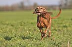 running Magyar Vizsla