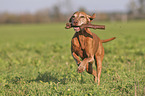 running Magyar Vizsla