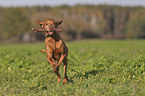 running Magyar Vizsla