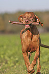 running Magyar Vizsla