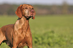 Magyar Vizsla