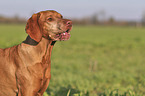 Magyar Vizsla portrait