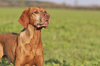 Magyar Vizsla