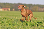 running Magyar Vizsla