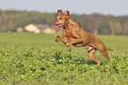 running Magyar Vizsla