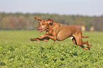 running Magyar Vizsla