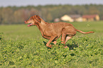 running Magyar Vizsla