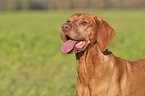 Magyar Vizsla portrait