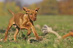 running Magyar Vizsla puppy