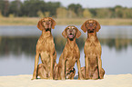 sitting Magyar Vizsla family