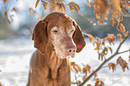 Magyar Vizsla portrait