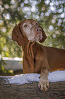 Magyar Vizsla