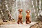 2 Magyar Vizsla Dogs
