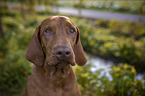 Magyar Vizsla Portrait