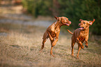 2 Magyar Vizsla