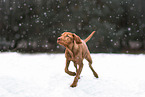 shorthaired Magyar Vizsla