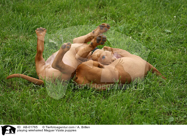 playing wirehaired Magyar Vizsla puppies / AB-01765