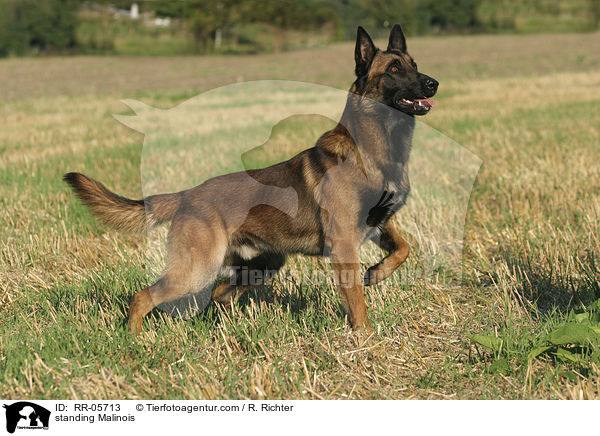 stehender / standing Malinois / RR-05713