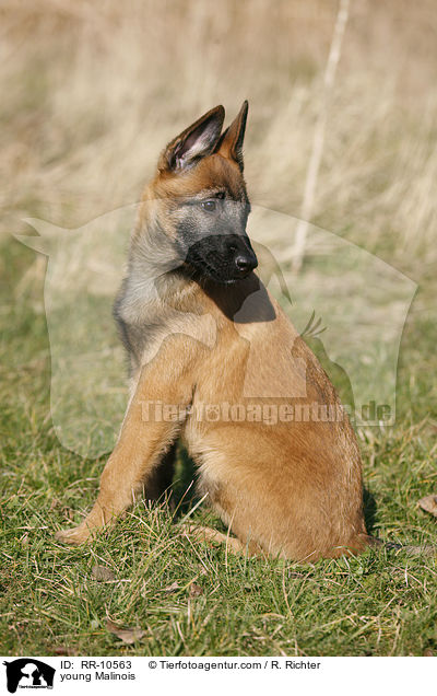 young Malinois / RR-10563