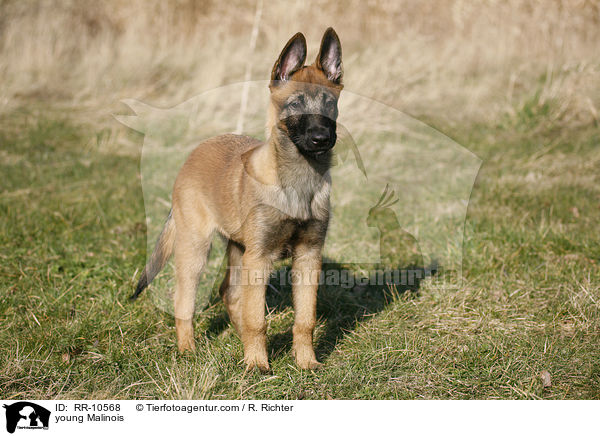 young Malinois / RR-10568