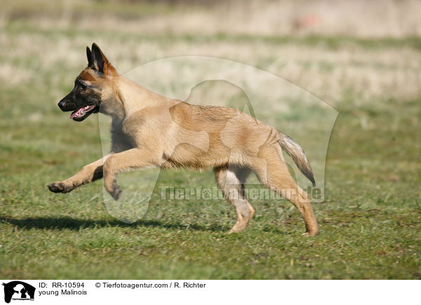 young Malinois / RR-10594