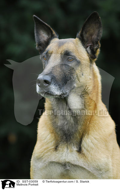 Malinois Portrait / Malinois Portrait / SST-03059