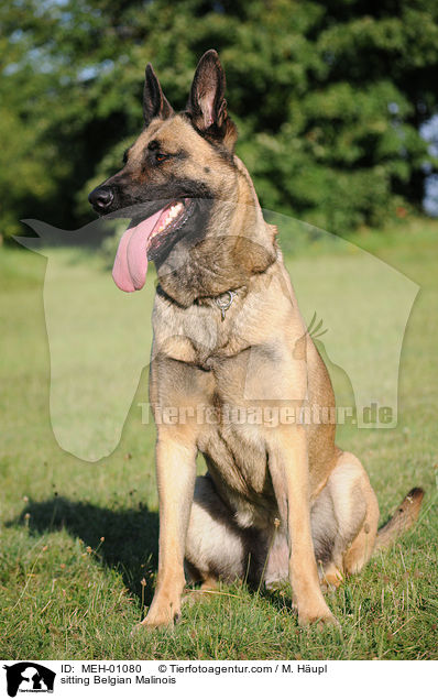 sitzender Malinois / sitting Belgian Malinois / MEH-01080