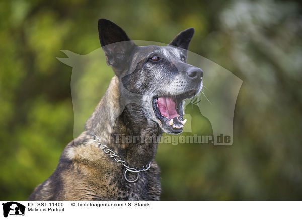 Malinois Portrait / Malinois Portrait / SST-11400