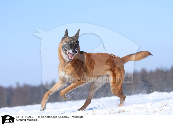 rennender Malinois / running Malinois / IF-10262