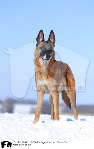 Malinois im Schnee / Malinois in snow / IF-10282