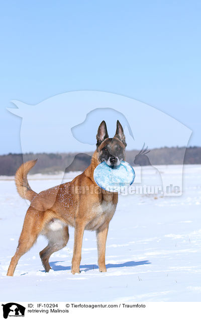 apportierender Malinois / retrieving Malinois / IF-10294