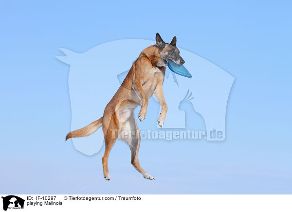 spielender Malinois / playing Malinois / IF-10297