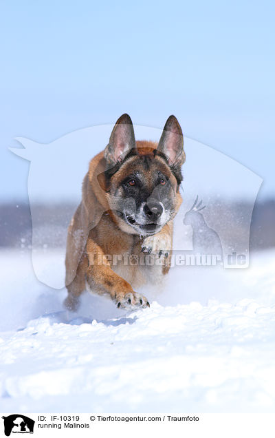 rennender Malinois / running Malinois / IF-10319