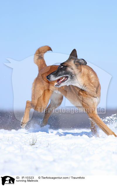 rennender Malinois / running Malinois / IF-10323