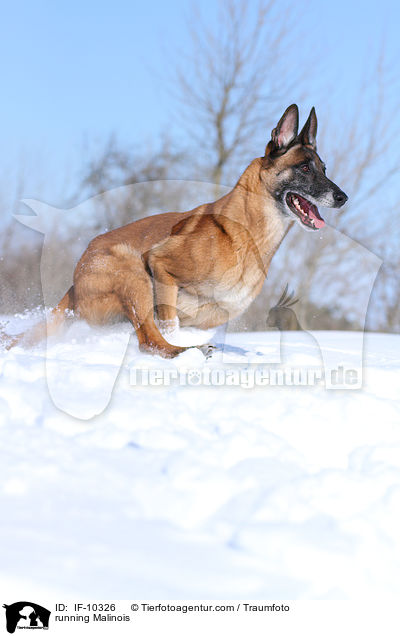 rennender Malinois / running Malinois / IF-10326