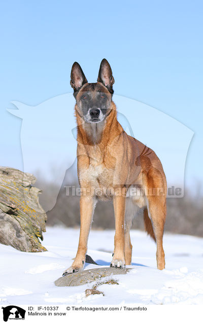 Malinois in snow / IF-10337