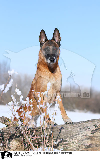 Malinois im Schnee / Malinois in snow / IF-10339