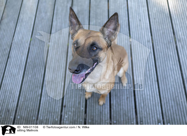 sitzender Malinois / sitting Malinois / NW-01108