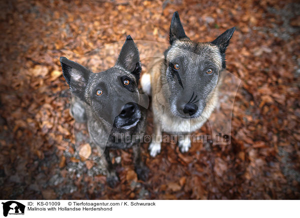 Malinois mit Hollndischer Schferhund / Malinois with Hollandse Herdershond / KS-01009