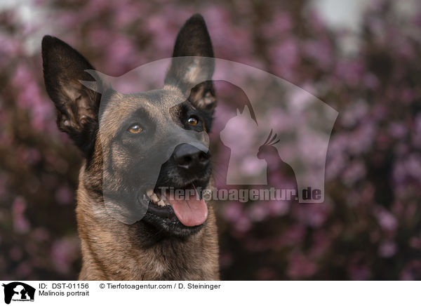 Malinois Portrait / Malinois portrait / DST-01156