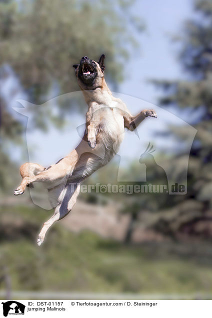 springender Malinois / jumping Malinois / DST-01157