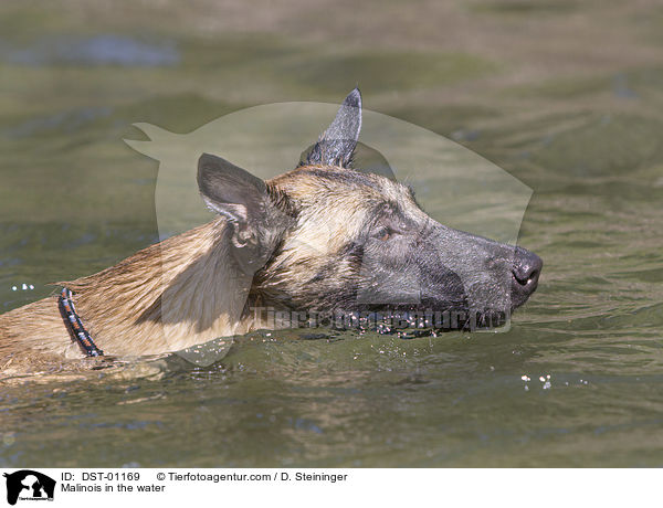 Malinois im Wasser / Malinois in the water / DST-01169