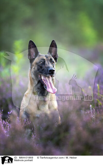 Malinois Portrait / Malinois portrait / MAH-01869