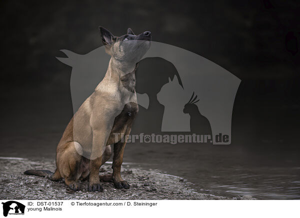 junger Malinois / young Malinois / DST-01537
