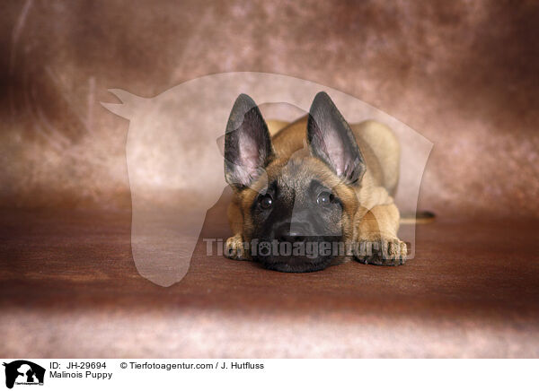 Malinois Welpe / Malinois Puppy / JH-29694